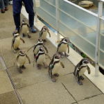 城崎マリンワールドのペンギン散歩